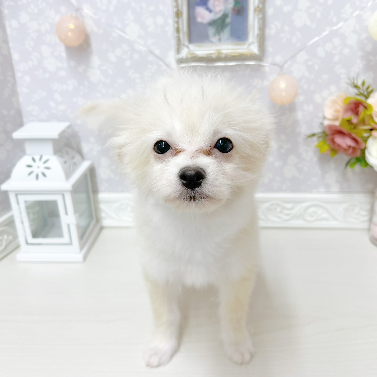 富山県のポメプー(ポメラニアン×プードル) (犬の家＆猫の里アミーゴ山室店/2026年2月24日生まれ/女の子/クリーム)の子犬の1枚目の画像