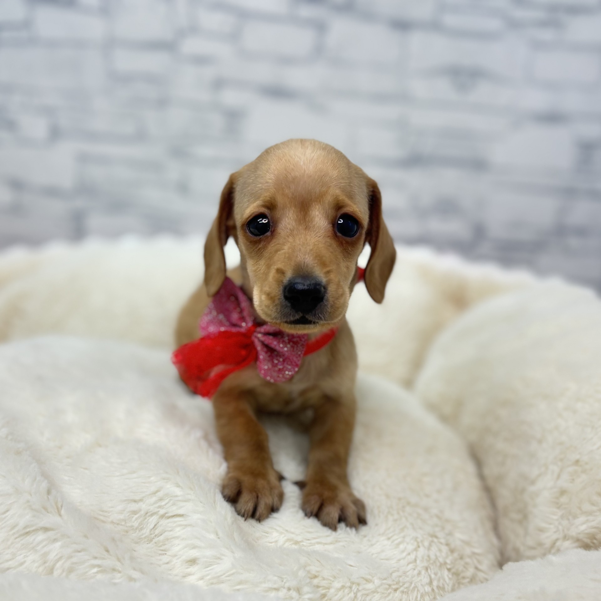 ミニチュアダックス（スムース）男の子の写真