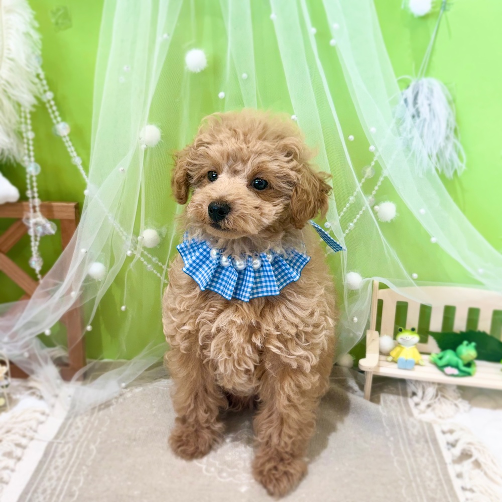 静岡県のトイプードル(トイ) (犬の家＆猫の里富士店/2026年2月23日生まれ/男の子/アプリコット)の子犬の1枚目の画像
