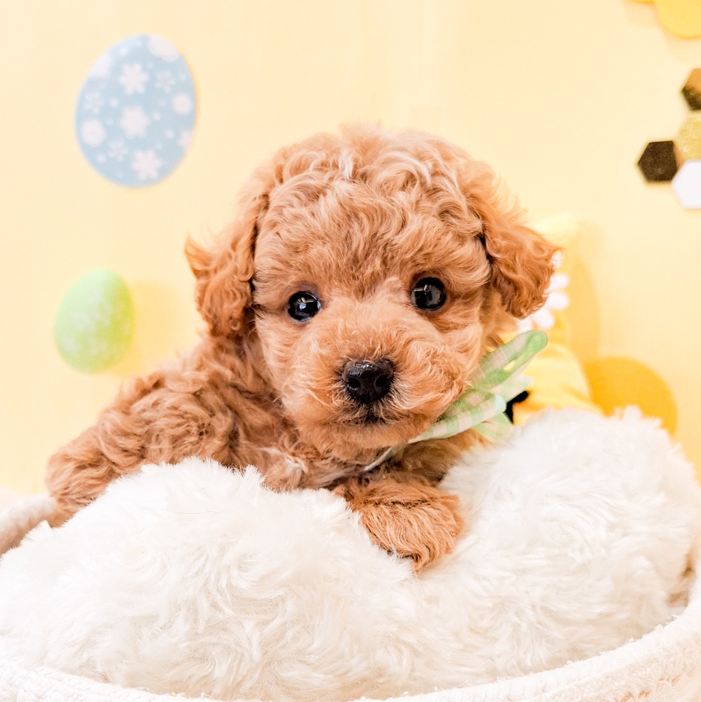 静岡県のトイプードル(トイ) (犬の家＆猫の里富士店/2026年2月23日生まれ/男の子/アプリコット)の子犬の1枚目の画像