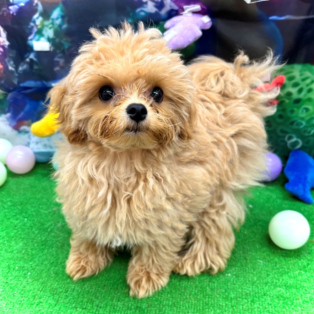 愛知県のマルプー(マルチーズ×プードル) (犬の家＆猫の里名古屋天白店/2026年2月24日生まれ/男の子/アプリコットホワイト)の子犬の1枚目の画像