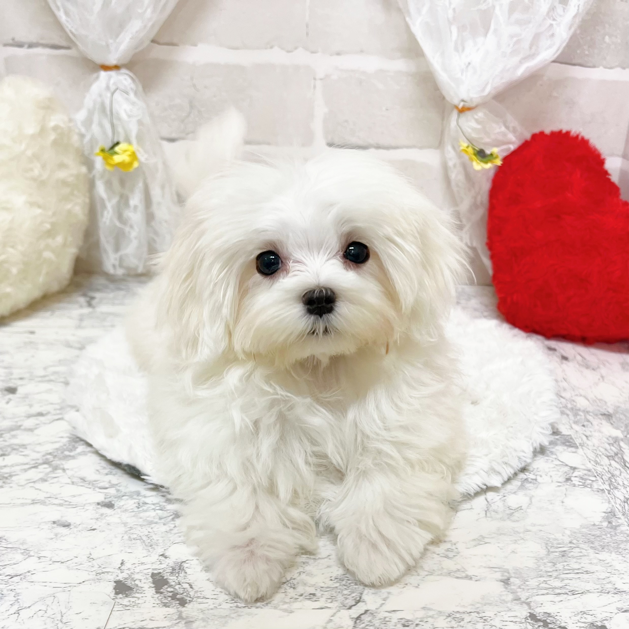 京都府のマルチーズ (犬の家＆猫の里京都精華店/2026年2月16日生まれ/男の子/ホワイト)の子犬の1枚目の画像
