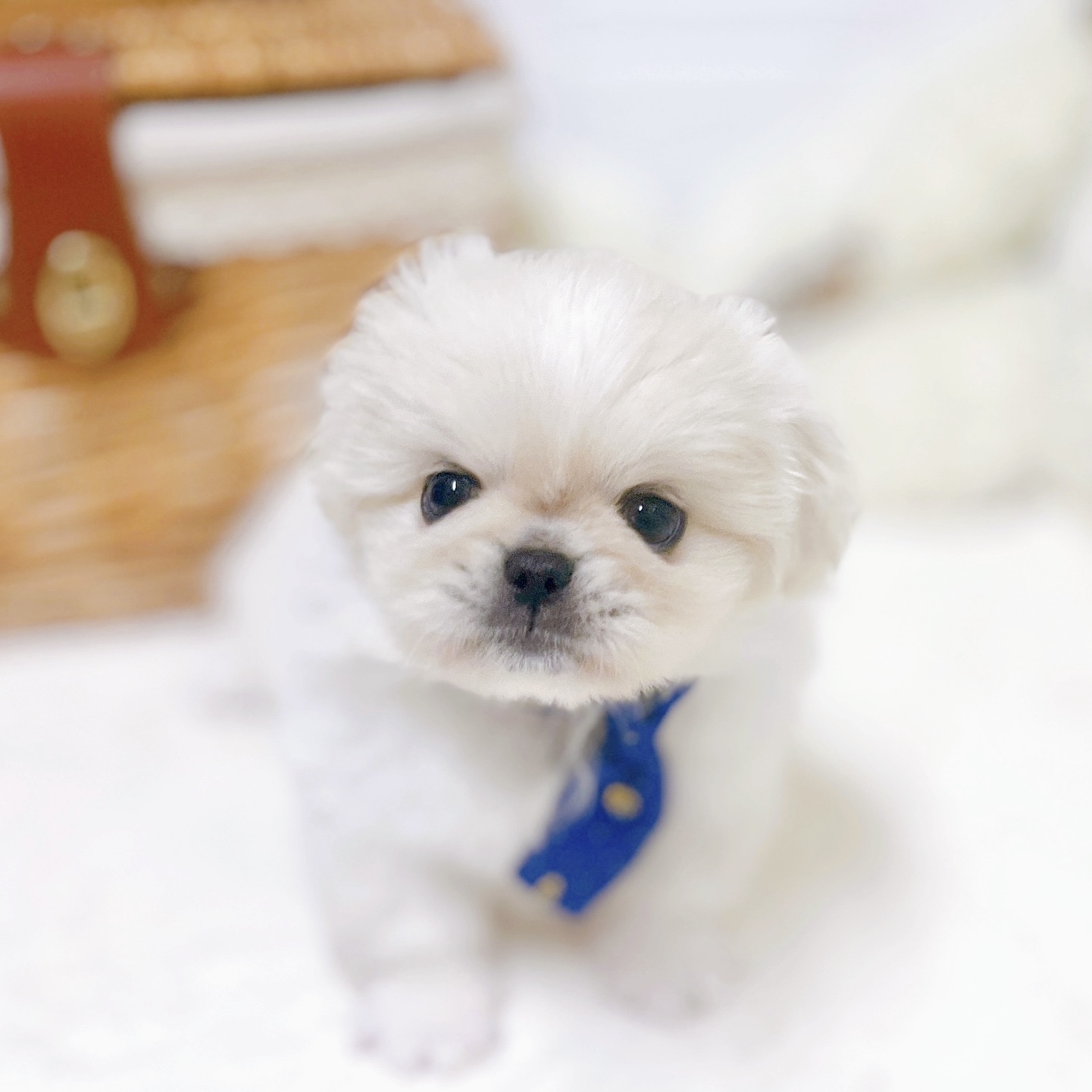 滋賀県のペキニーズ (犬の家＆猫の里近江八幡店/2026年2月25日生まれ/男の子/クリームホワイト)の子犬の1枚目の画像