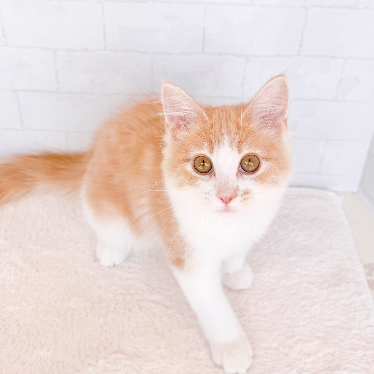 石川県のノルウェージャンフォレストキャット (犬の家＆猫の里金沢店/2026年3月4日生まれ/男の子/クリームタビーホワイト)の子猫の1枚目の画像