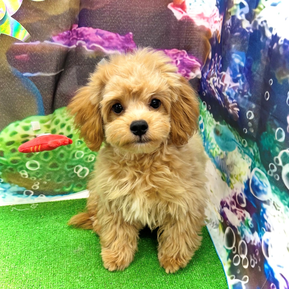 ハーフ犬男の子の写真