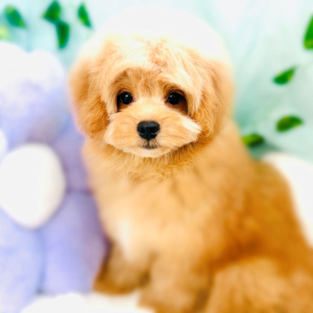 愛知県のチワプー/プーチー(チワワ×プードル) (犬の家＆猫の里愛知刈谷店/2026年3月6日生まれ/男の子/アプリコット)の子犬の1枚目の画像