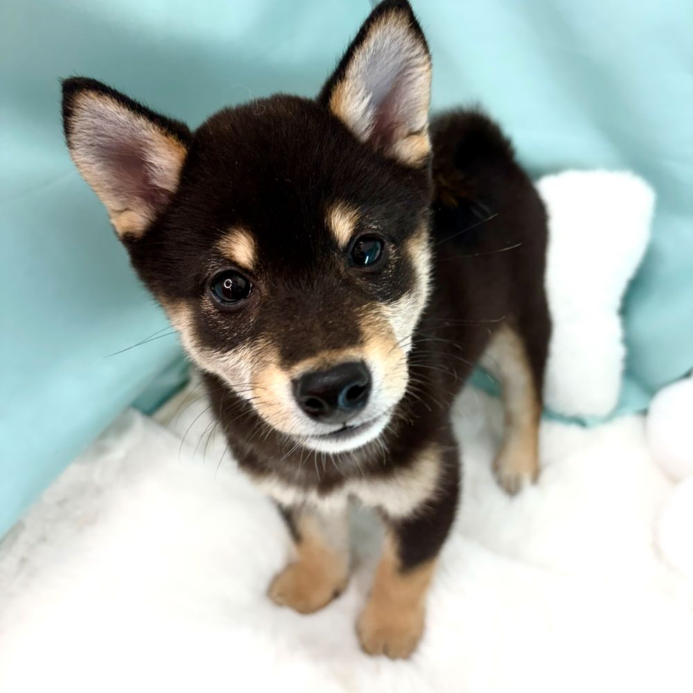 愛知県の柴犬(標準サイズ) (犬の家＆猫の里愛知刈谷店/2026年3月8日生まれ/男の子/黒)の子犬の1枚目の画像