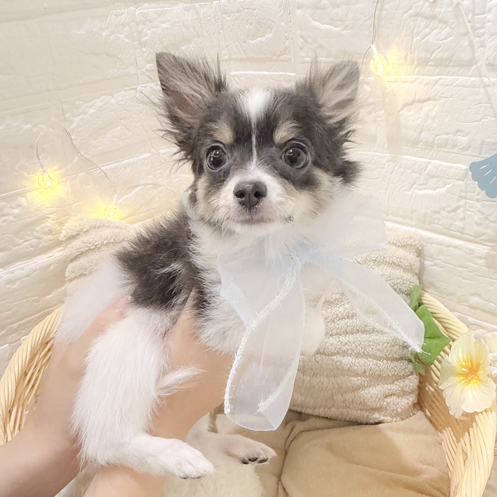 静岡県のチワワ(ロング) (犬の家＆猫の里富士店/2026年3月10日生まれ/男の子/ブルータンホワイト)の子犬の1枚目の画像