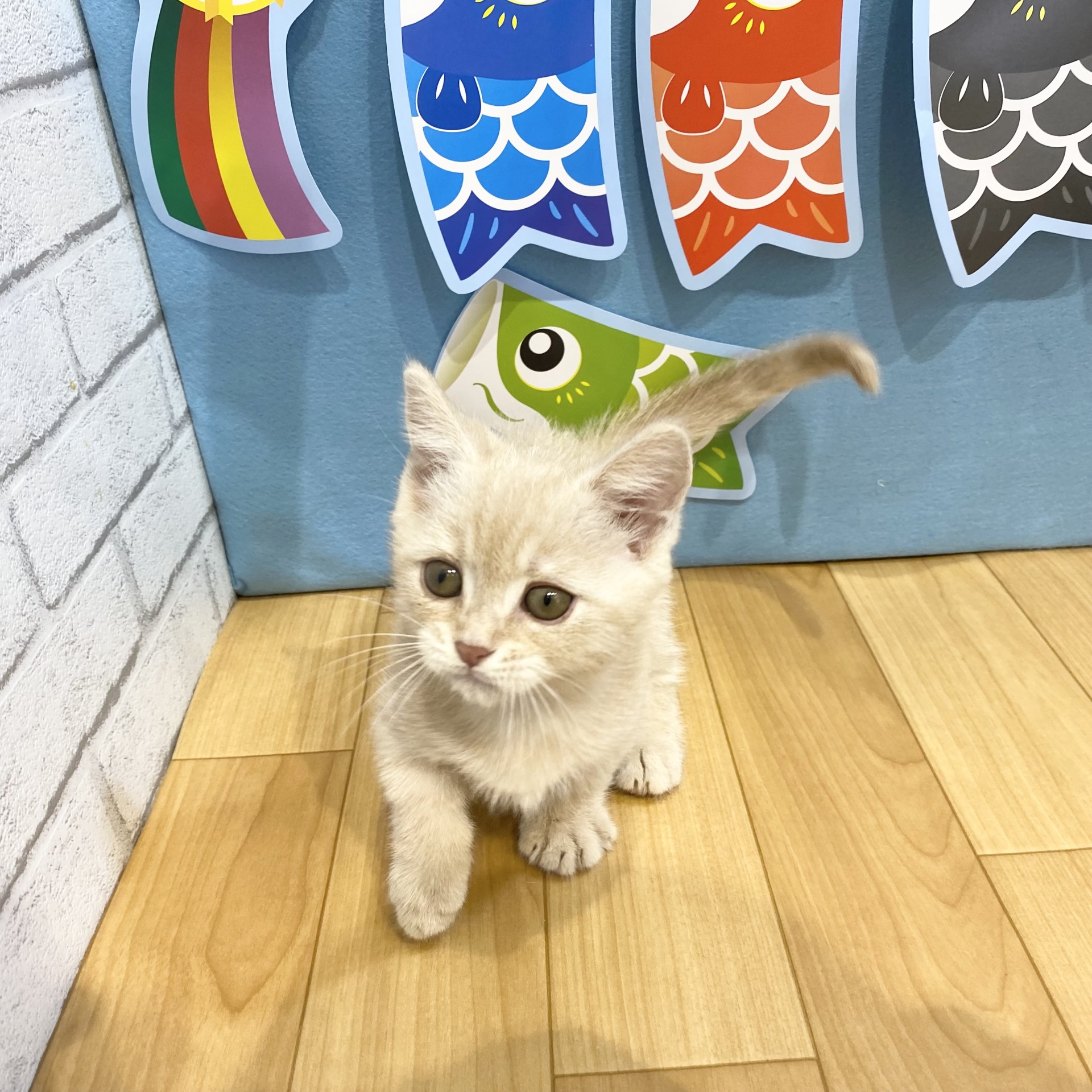 生体画像８