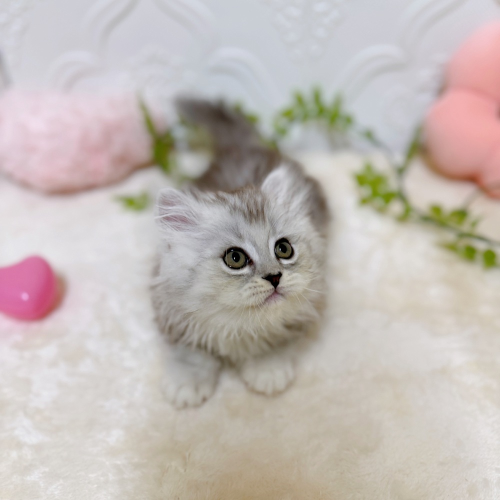 生体画像８