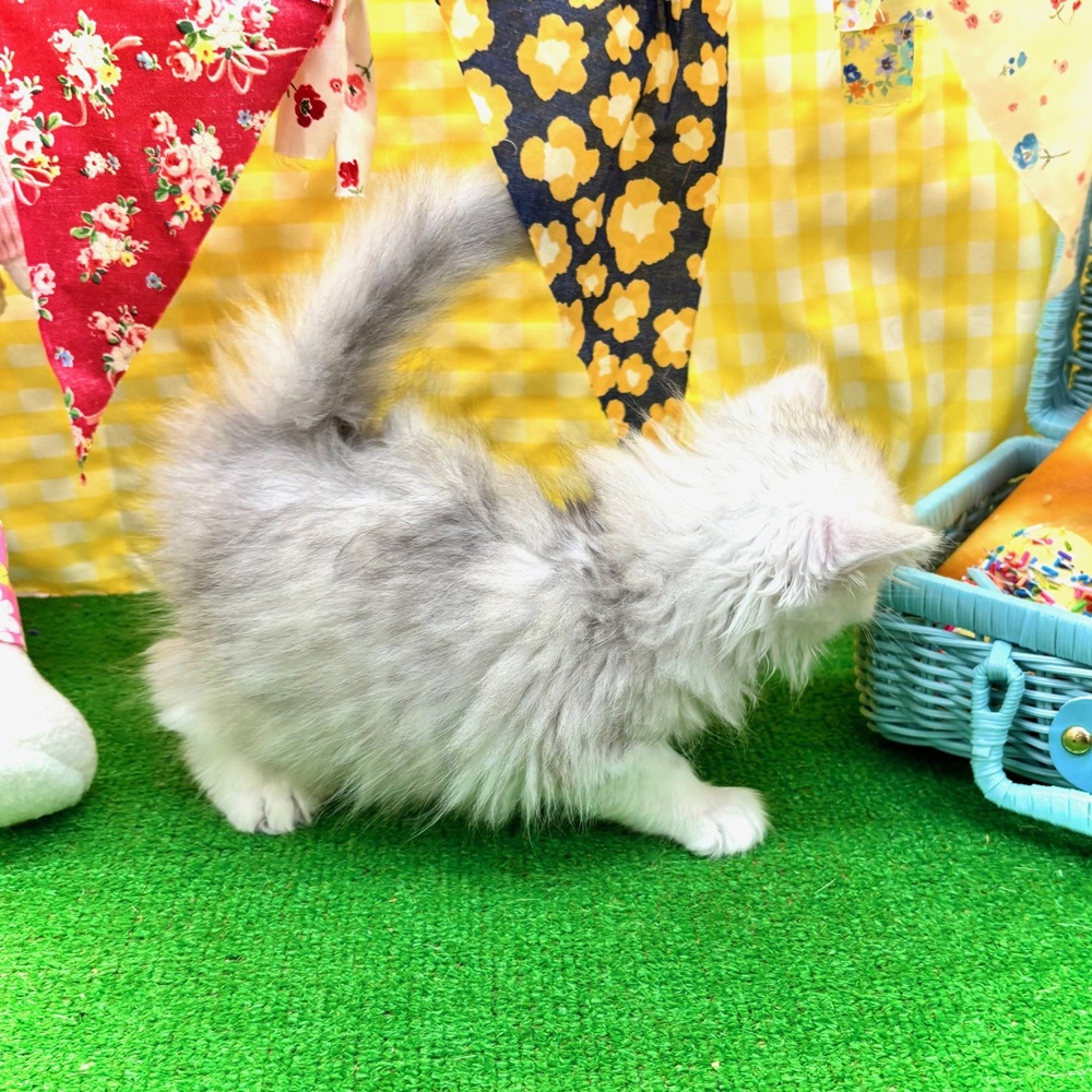 生体画像８
