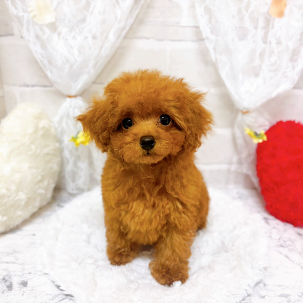 京都府のトイプードル(トイ) (犬の家＆猫の里京都精華店/2026年3月8日生まれ/男の子/レッドフォーン)の子犬の1枚目の画像