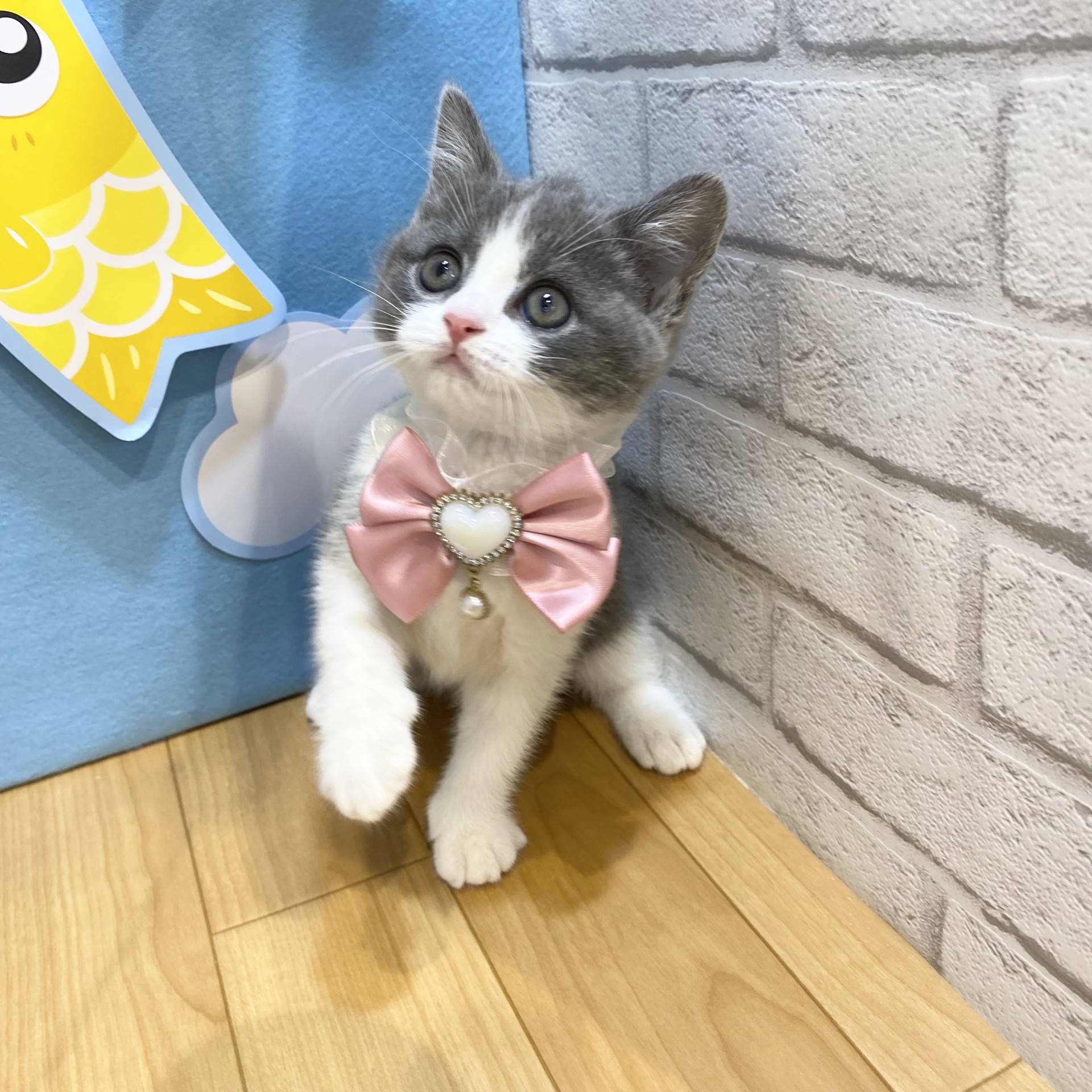 生体画像８