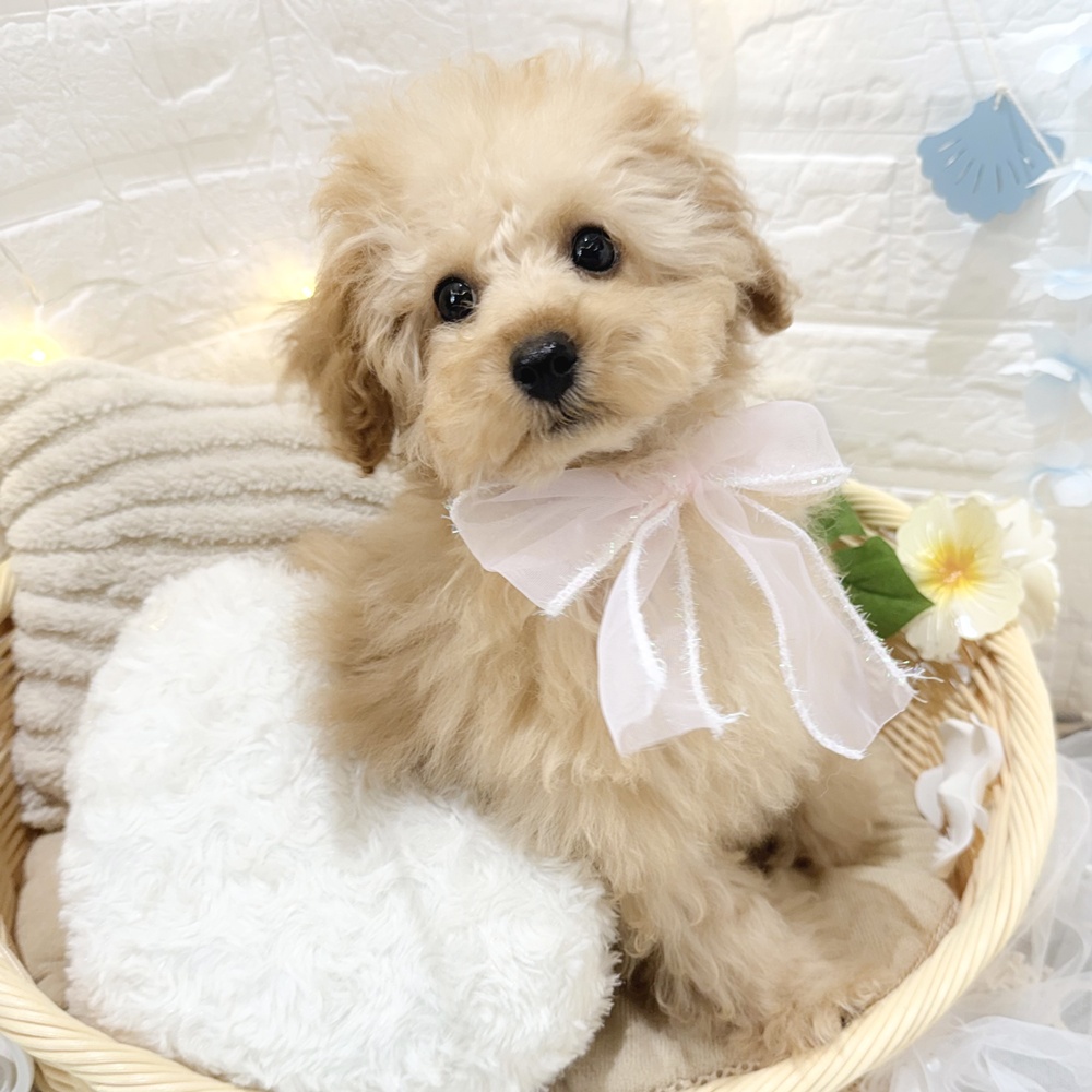 静岡県のトイプードル(トイ) (犬の家＆猫の里富士店/2026年3月16日生まれ/女の子/アプリコット)の子犬の1枚目の画像
