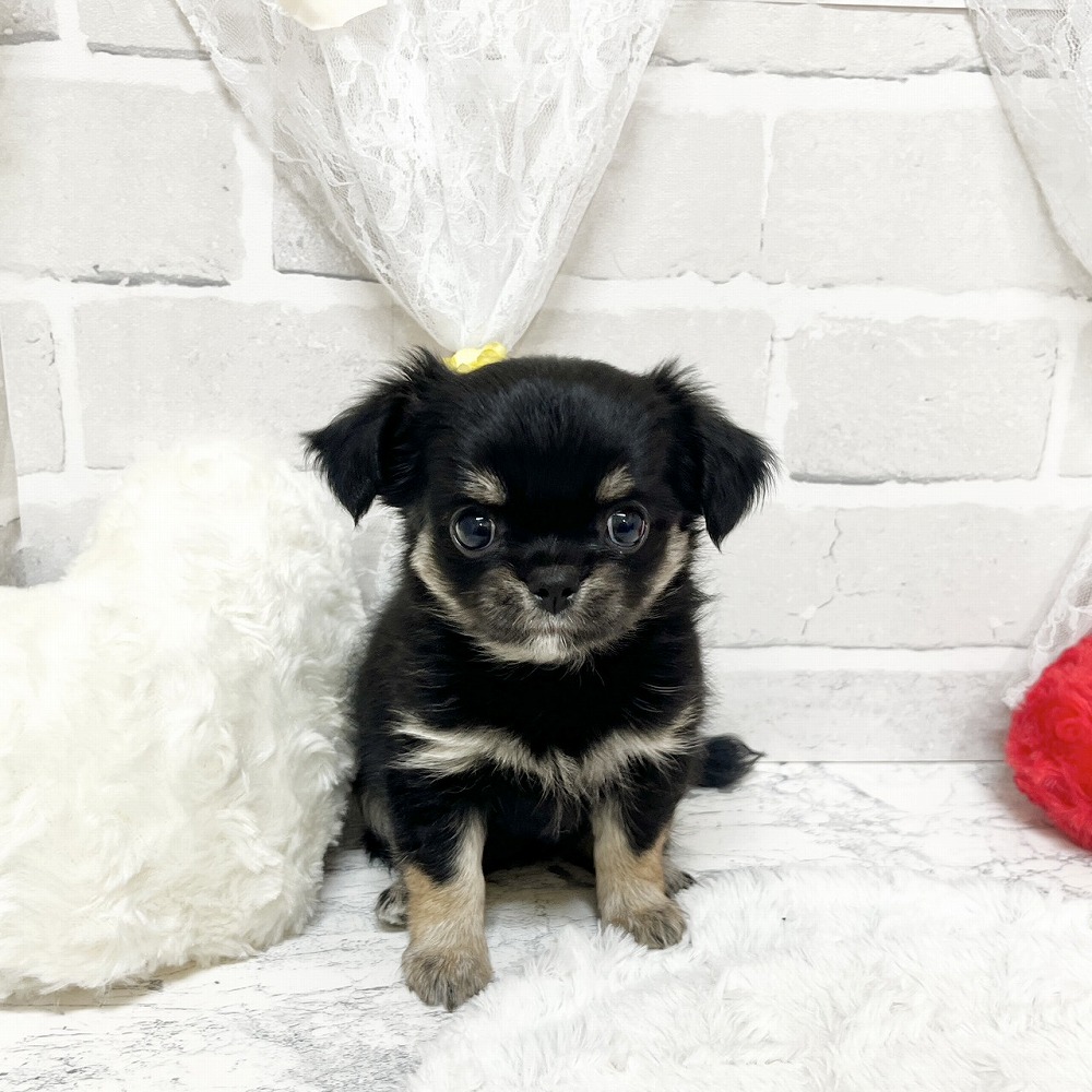 京都府のチワワ(ロング) (犬の家＆猫の里京都精華店/2026年3月18日生まれ/女の子/ブラックタン)の子犬の1枚目の画像