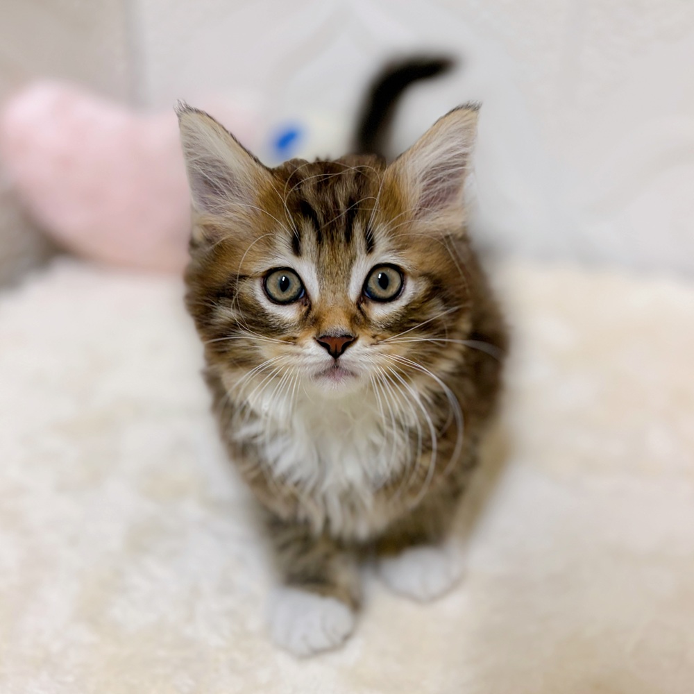 愛知県のマンチカン (犬の家＆猫の里岡崎店/2026年3月19日生まれ/男の子/ブラウンタビーホワイト)の子猫の1枚目の画像