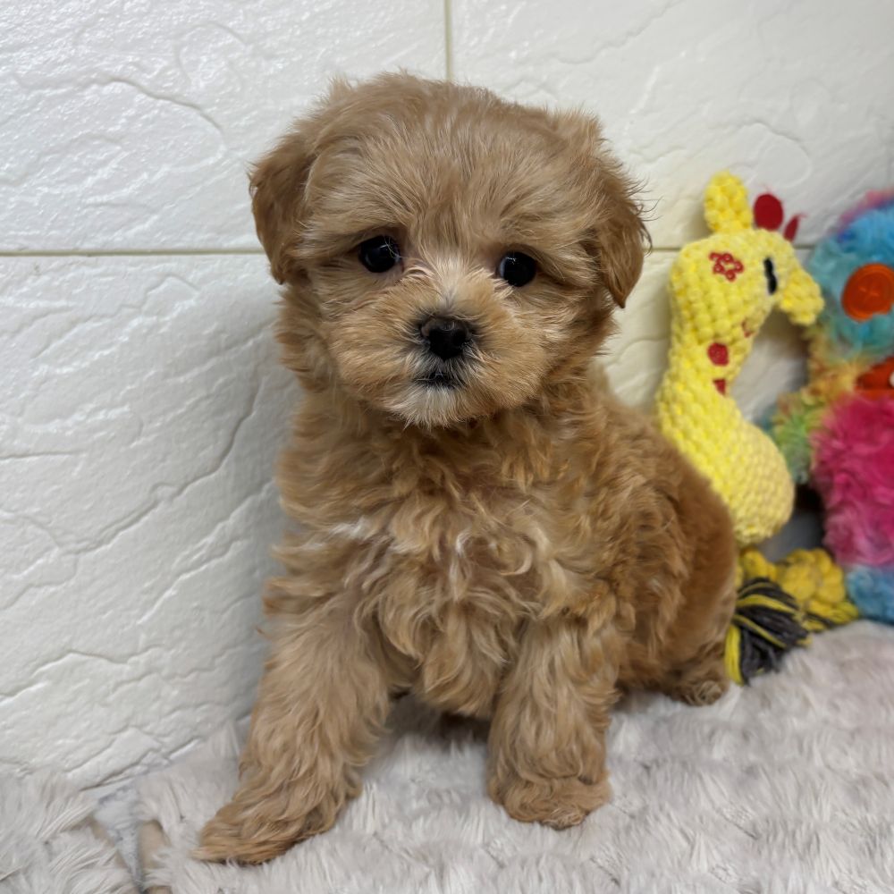 兵庫県のマルプー(マルチーズ×プードル) (犬の家＆猫の里ゆめタウン姫路店/2026年3月22日生まれ/女の子/クリーム)の子犬の1枚目の画像