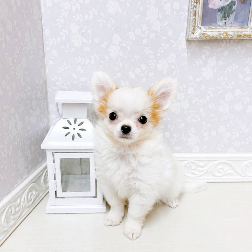 ホワイト(白系)のチワワ（ロング）の子犬一覧 | ペットショップ 犬の家