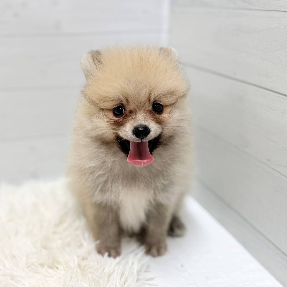 愛知県のポメラニアン (犬の家＆猫の里豊田店/2026年3月24日生まれ/男の子/オレンジ)の子犬の1枚目の画像