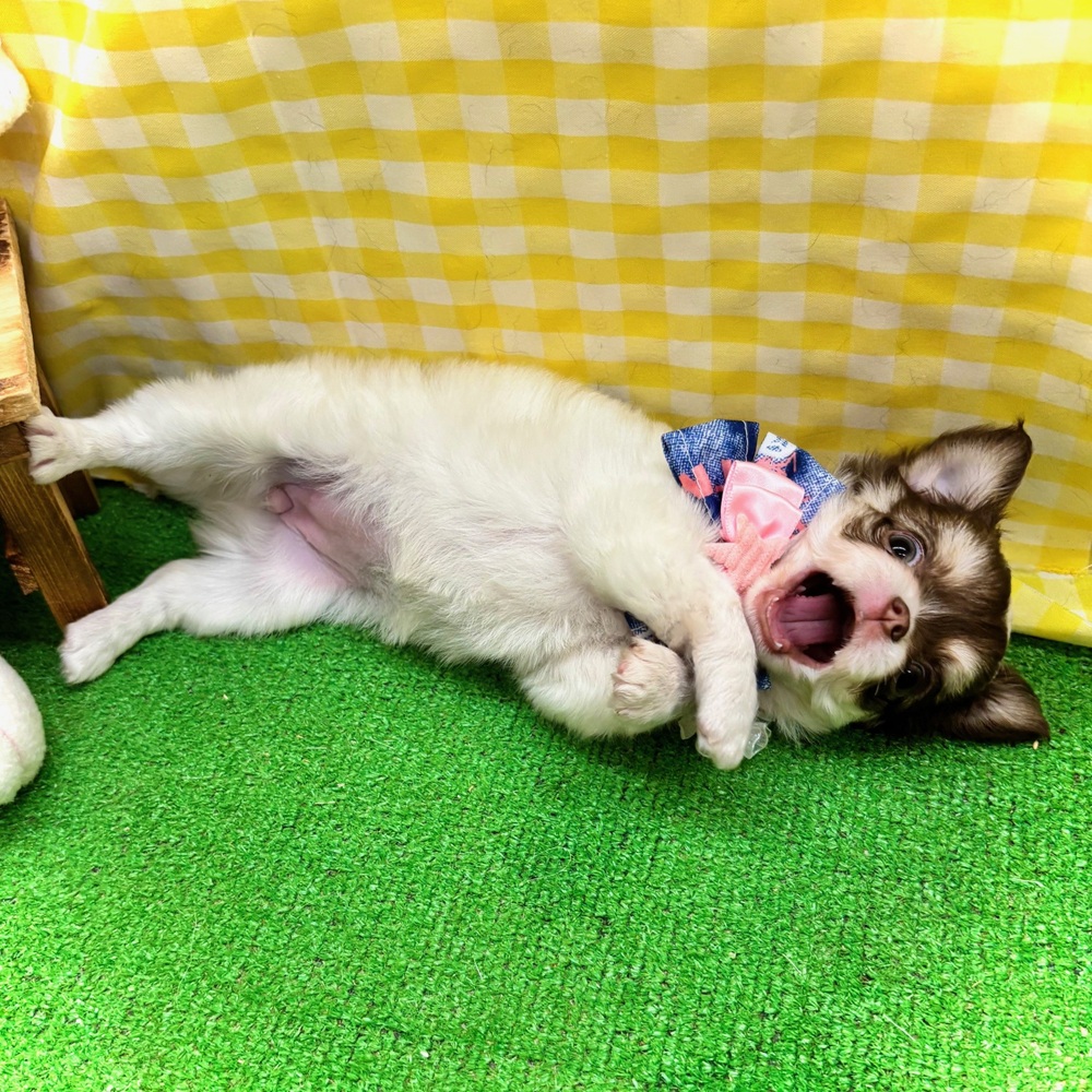 生体画像８