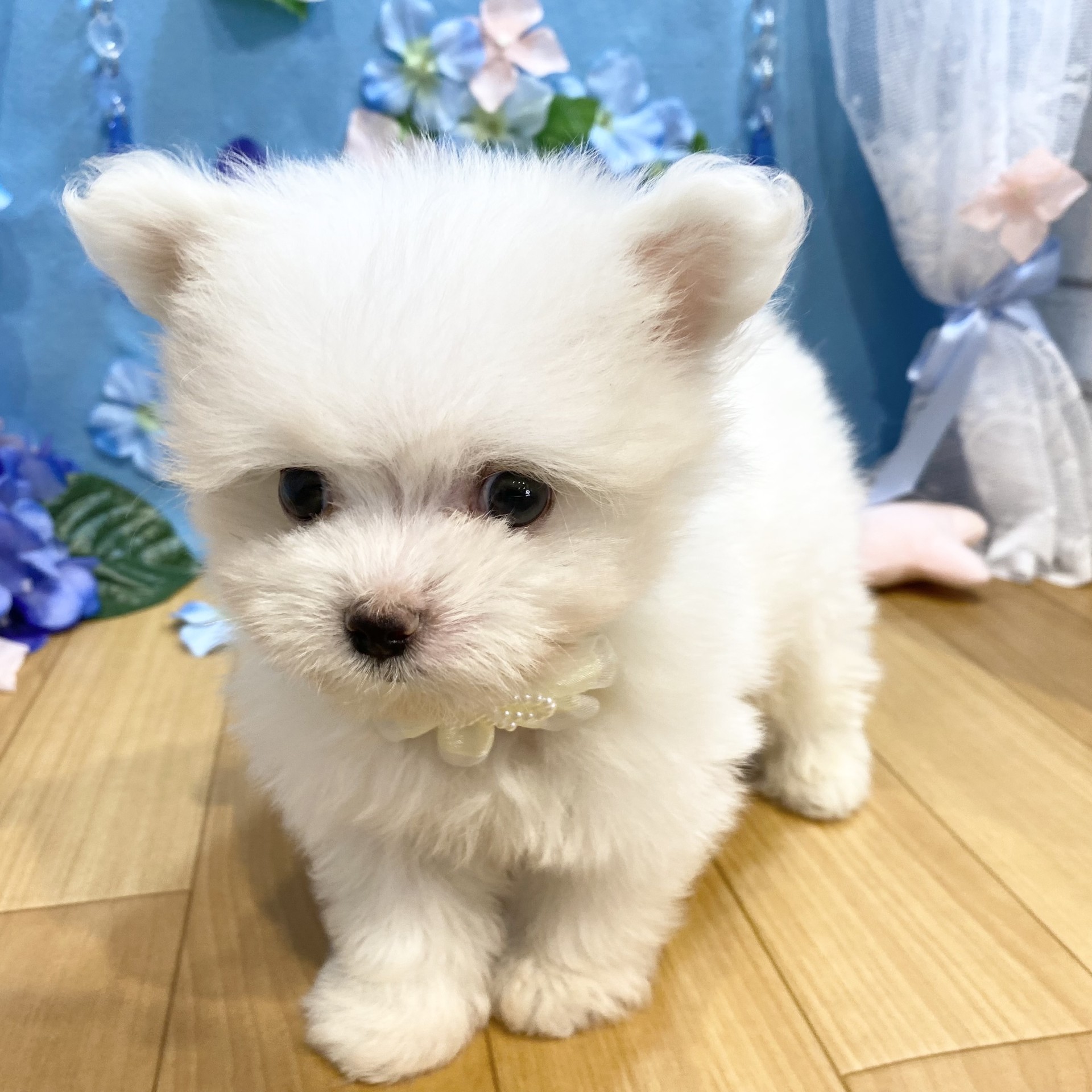 生体画像８