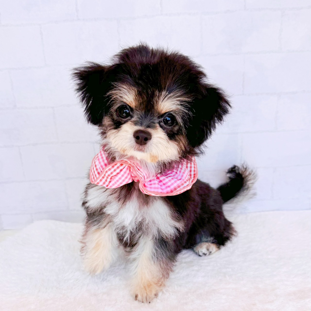 石川県のハーフ犬・ミックス犬 (犬の家＆猫の里金沢店/2026年3月24日生まれ/女の子/ブラックタンホワイト)の子犬の1枚目の画像
