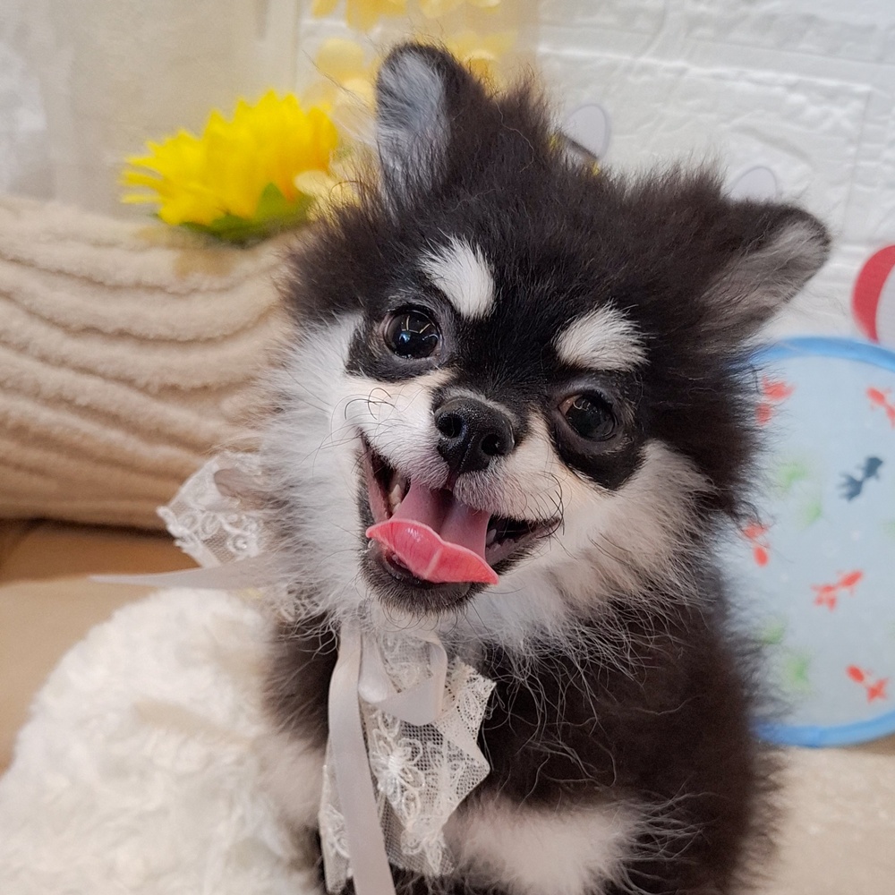 ハーフ犬男の子の写真