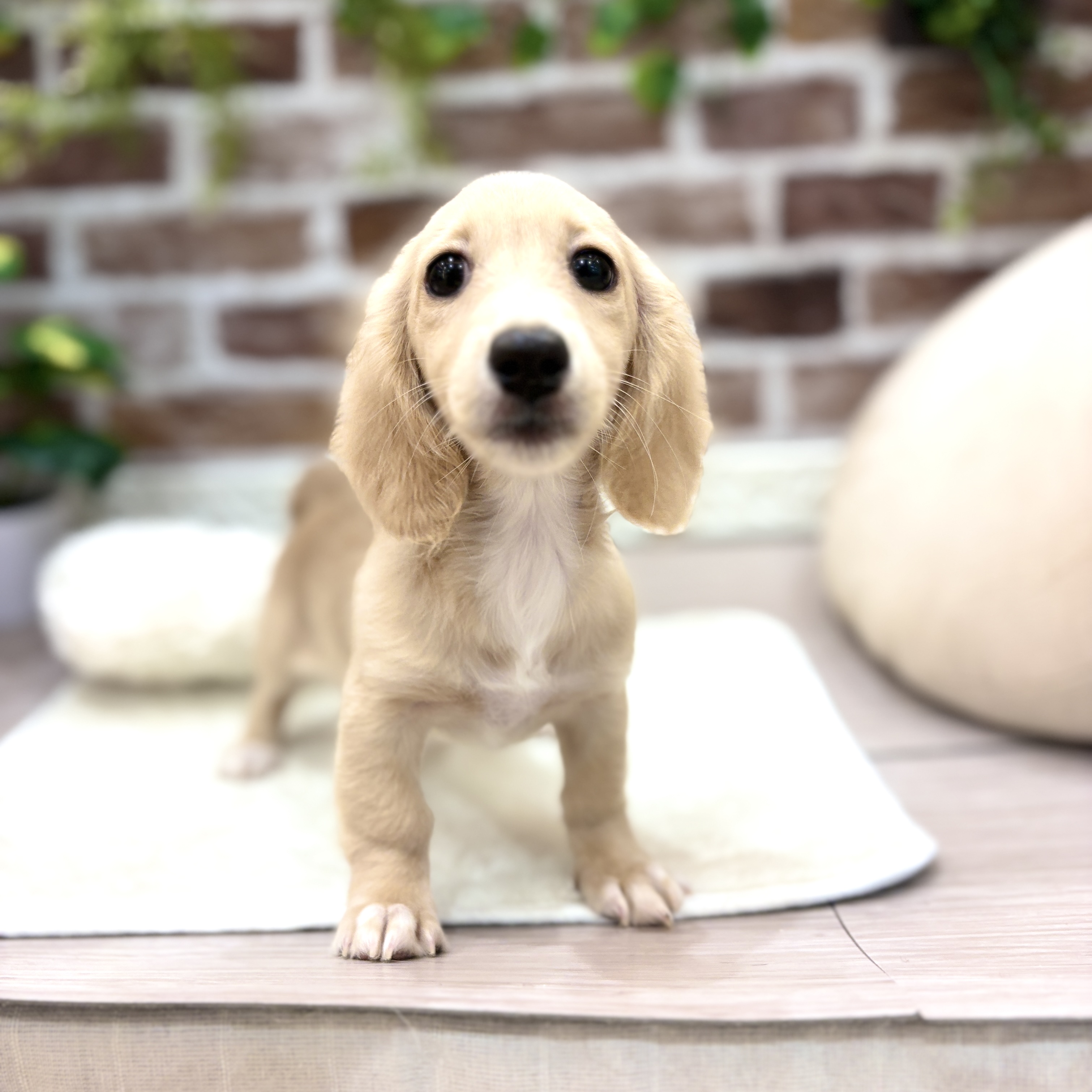 三重県のミニチュアダックスフンド(ロング) (犬の家＆猫の里三重桑名店/2026年3月23日生まれ/女の子/イエロー)の子犬の1枚目の画像