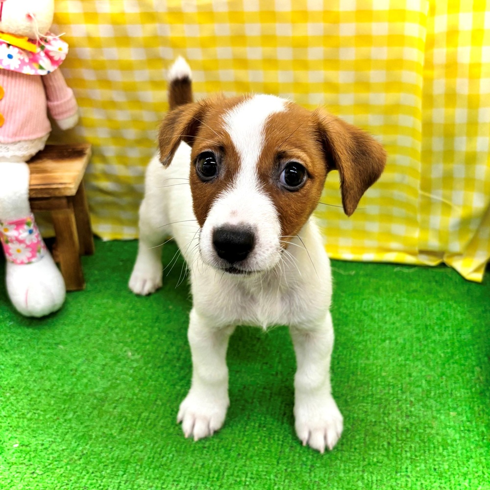 愛知県のジャックラッセルテリア (犬の家＆猫の里名古屋天白店/2026年3月25日生まれ/男の子/タンホワイト)の子犬の1枚目の画像