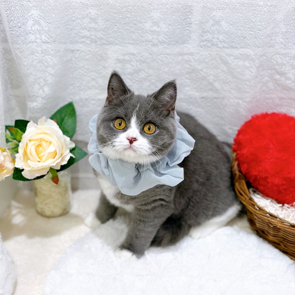 滋賀県のブリティッシュショートヘアー (犬の家＆猫の里長浜店/2026年3月25日生まれ/女の子/ブルーホワイト)の子猫の1枚目の画像