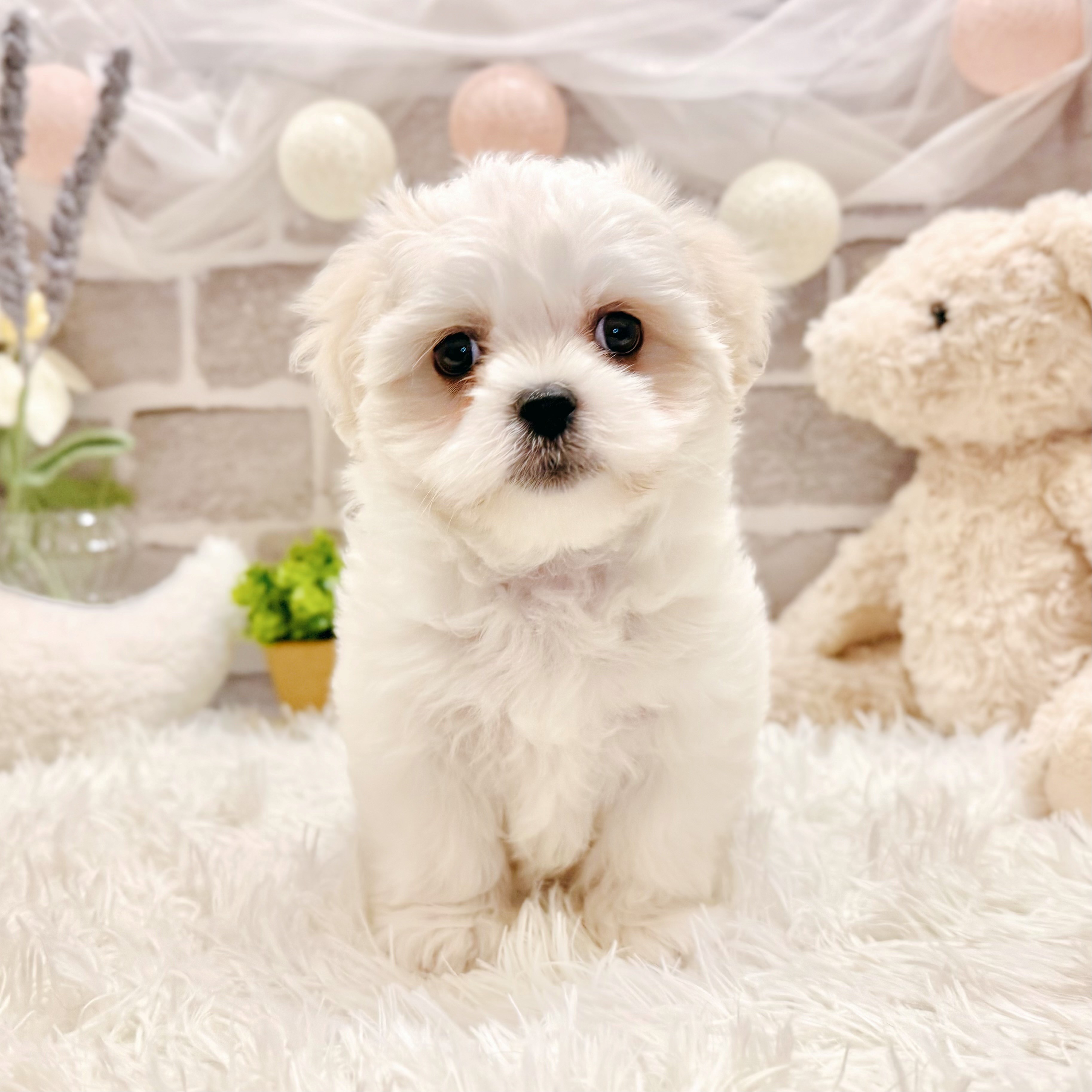 生体画像８