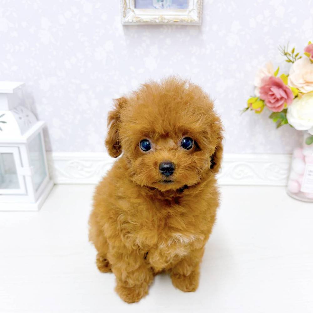 富山県のトイプードル(ティーカップ) (犬の家＆猫の里アミーゴ山室店/2026年3月25日生まれ/女の子/レッドフォーン)の子犬の1枚目の画像