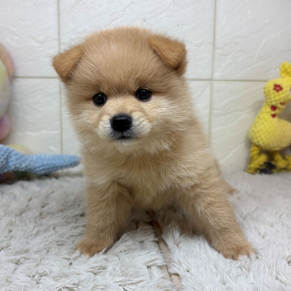 兵庫県のポメ柴/豆ポメ/ポメ豆柴(ポメラニアン×柴犬) (犬の家＆猫の里ゆめタウン姫路店/2026年3月29日生まれ/男の子/クリーム)の子犬の1枚目の画像