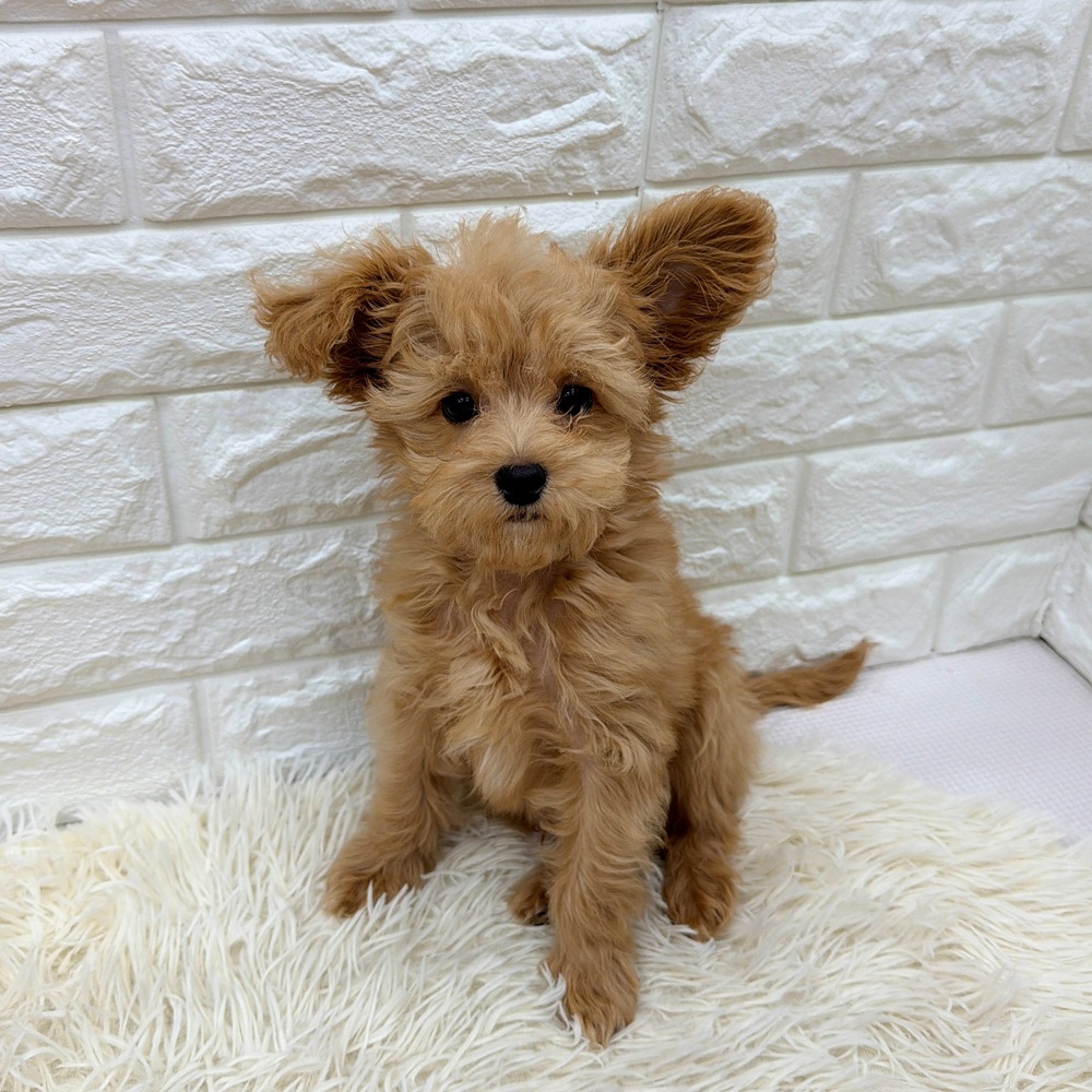 愛知県のチワプー/プーチー(チワワ×プードル) (犬の家＆猫の里MEGAドン・キホーテ東海名和店/2026年3月28日生まれ/男の子/アプリコット)の子犬の1枚目の画像