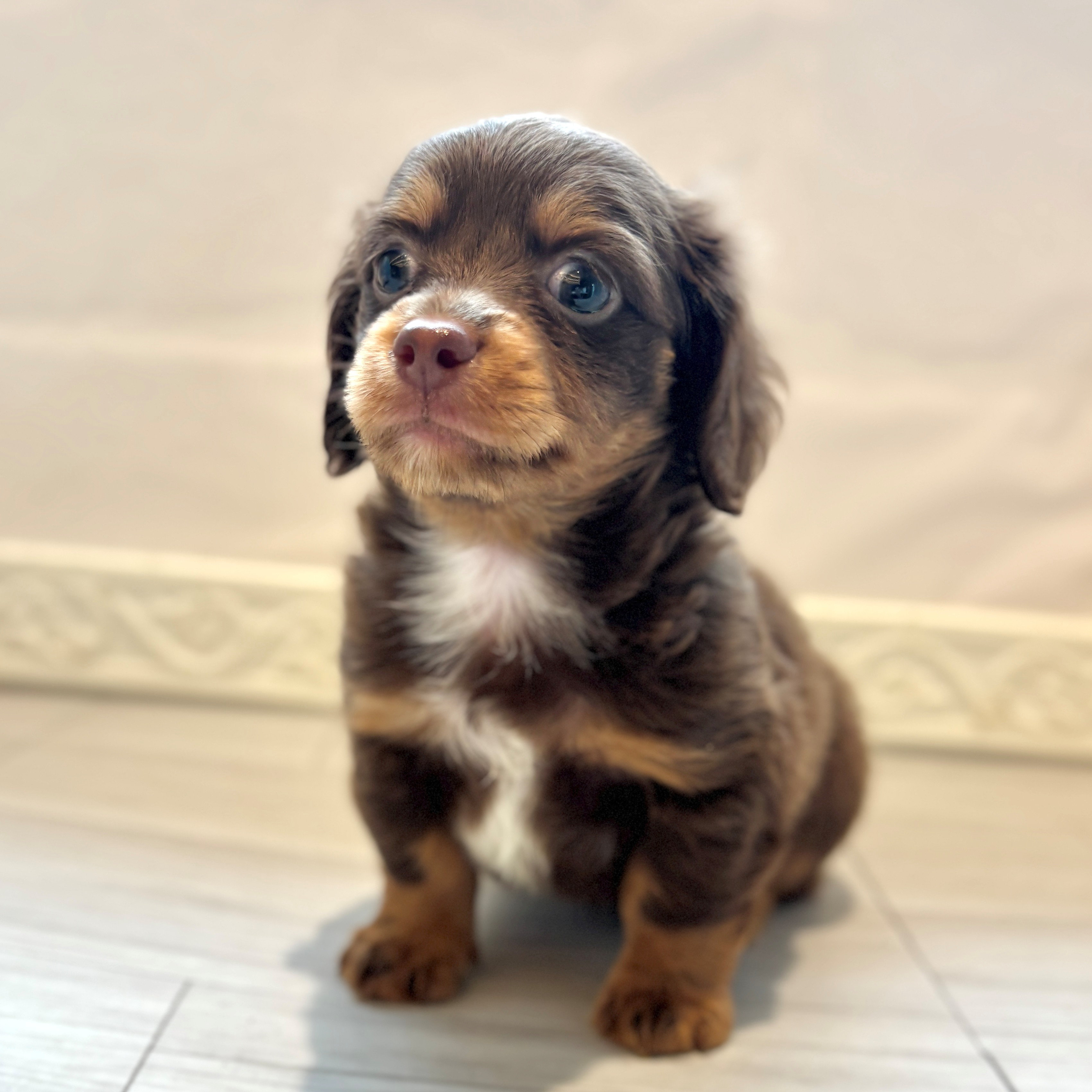 ハーフ犬男の子の写真