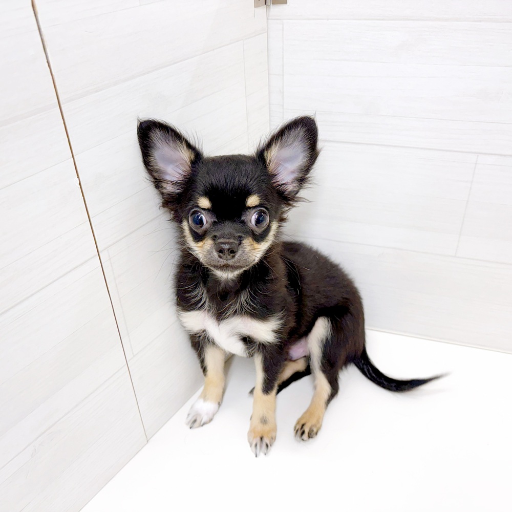 石川県のチワワ(ロング) (犬の家＆猫の里アミーゴ金沢おこばた店/2026年3月31日生まれ/男の子/ブラックタンホワイト)の子犬の1枚目の画像