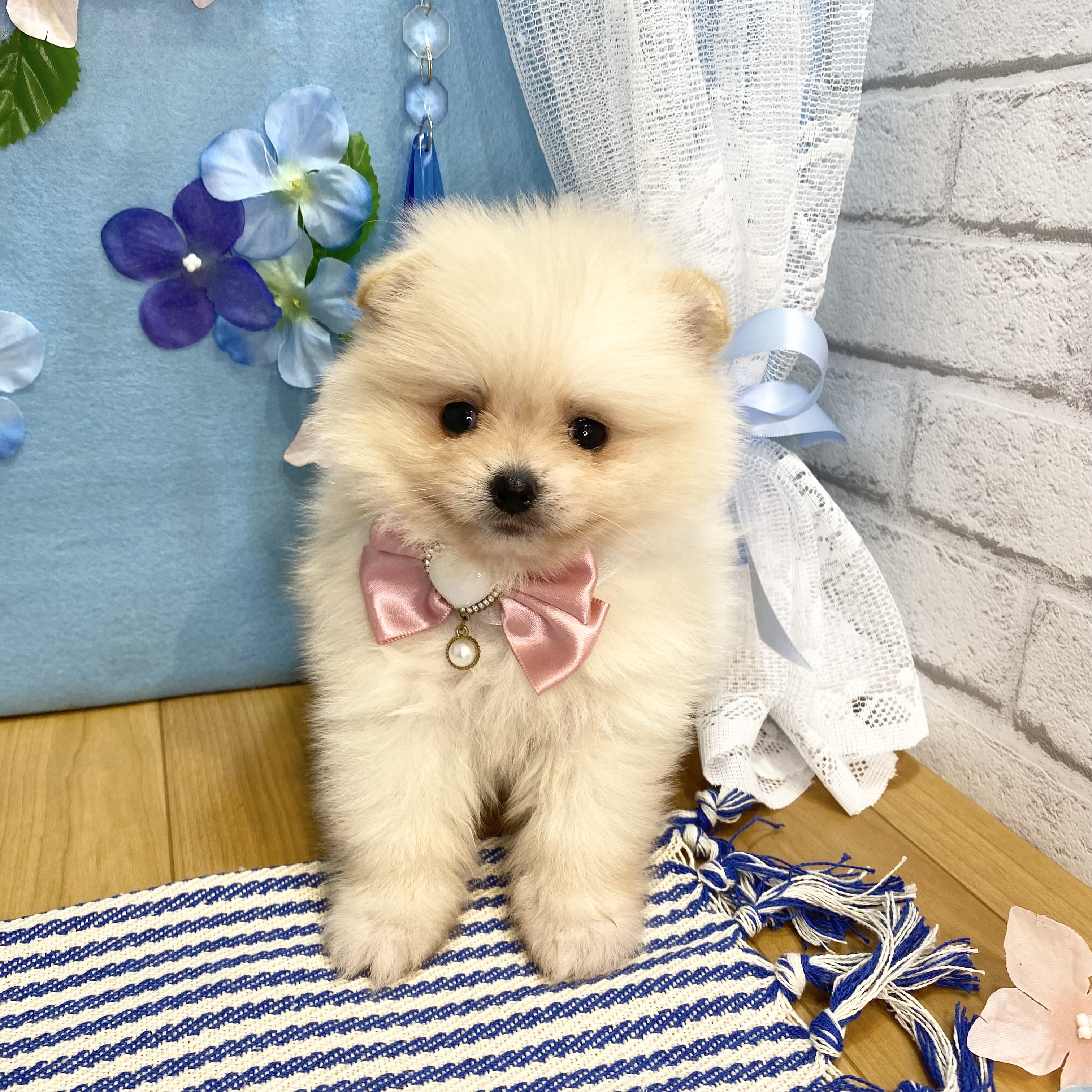 生体画像８