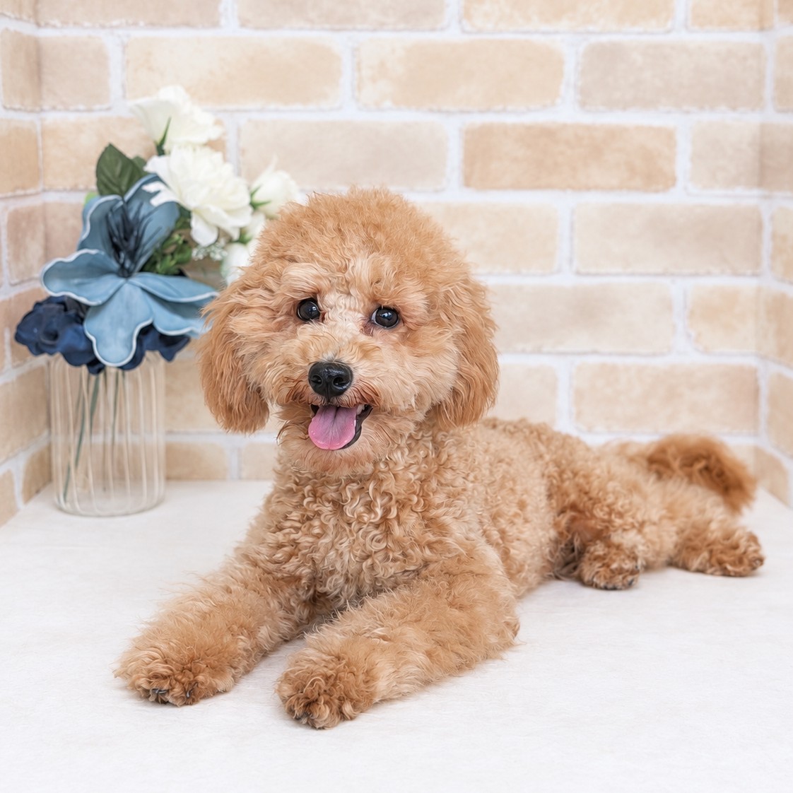 愛知県のトイプードル(トイ) (犬の家＆猫の里安城店/2026年4月4日生まれ/男の子/オレンジフォーン)の子犬の1枚目の画像