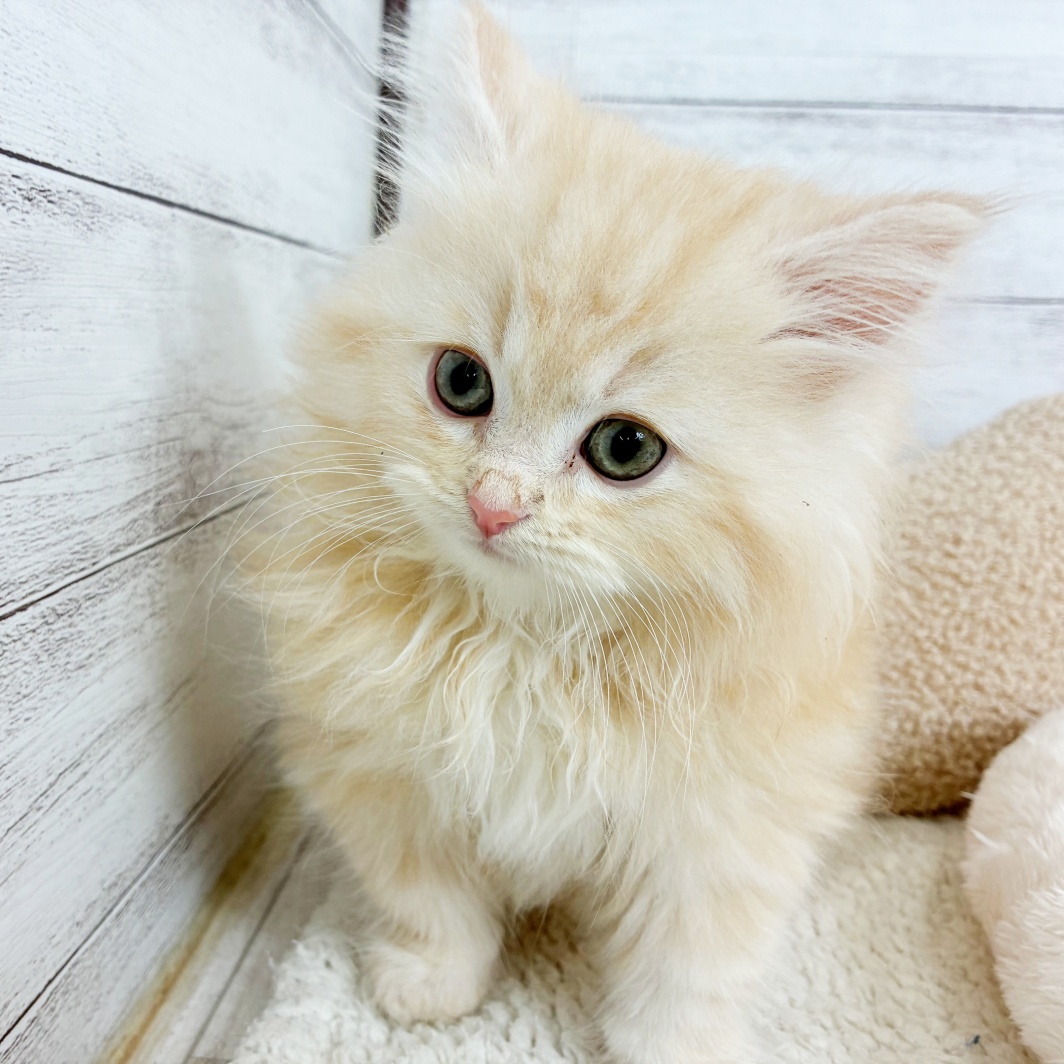 生体画像８