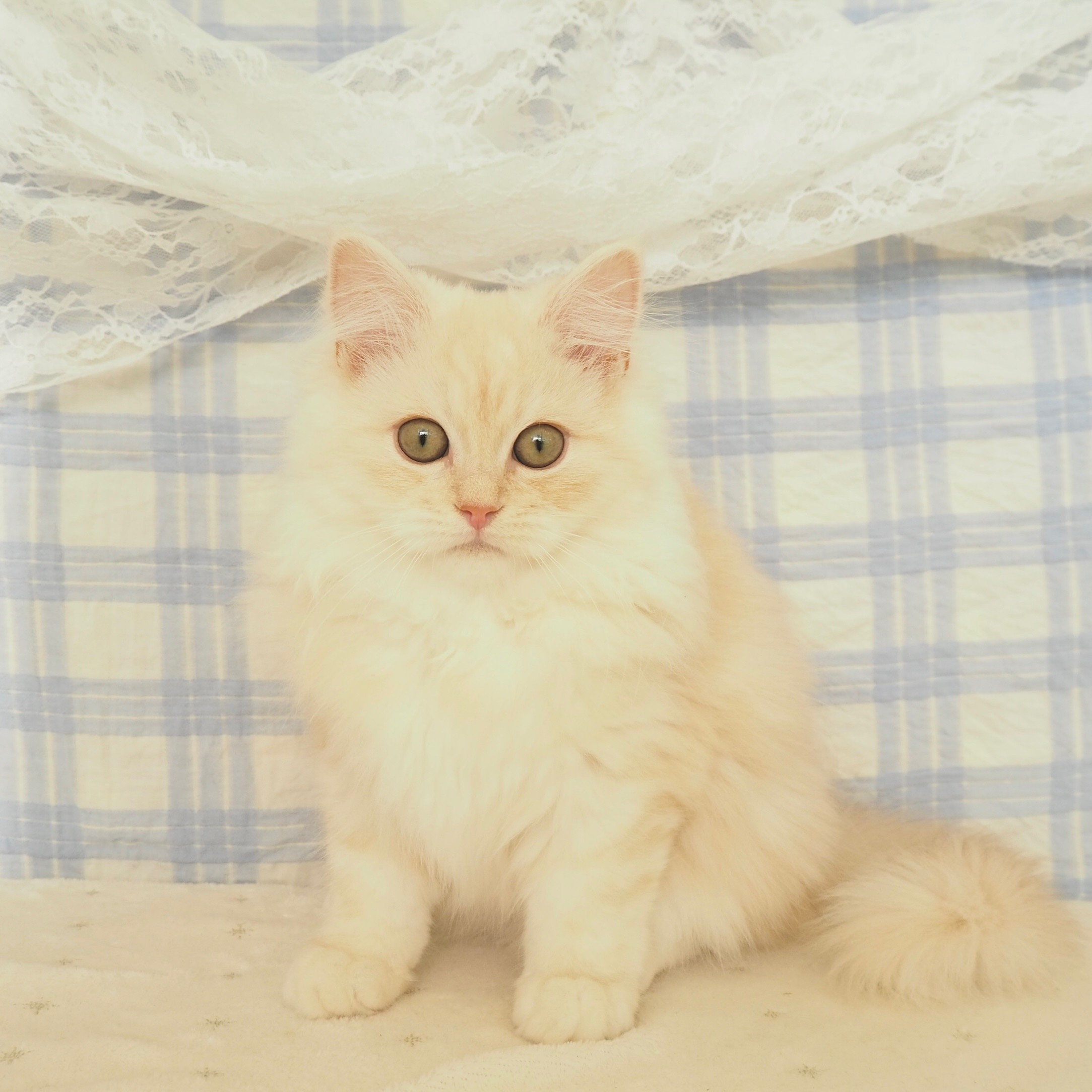 大阪府のサイベリアン (犬の家＆猫の里もりのみやキューズモールBASE店/2026年3月26日生まれ/男の子/クリームタビー)の子猫の1枚目の画像