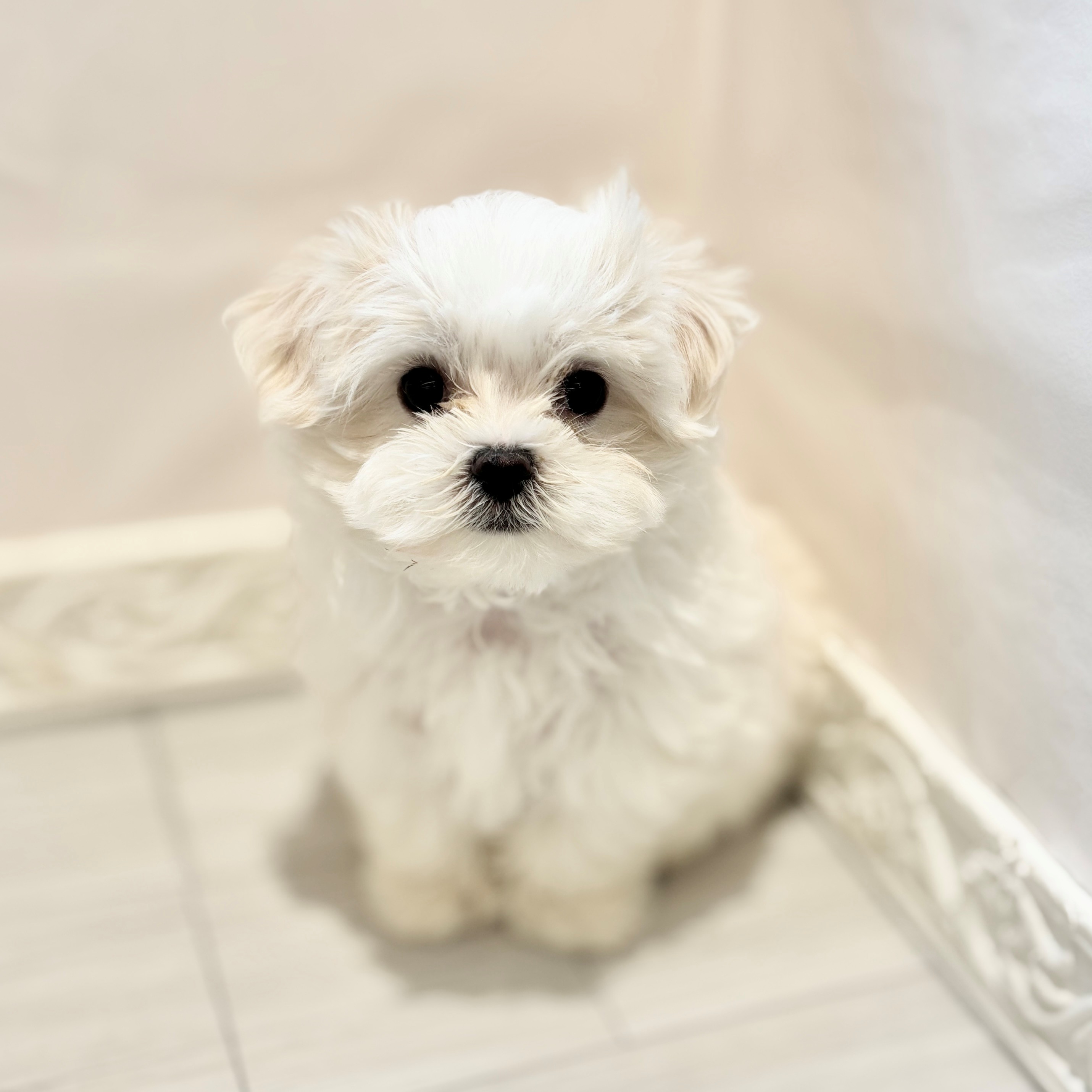 愛知県のマルチーズ (犬の家＆猫の里春日井本店/2026年4月7日生まれ/女の子/ホワイト)の子犬の1枚目の画像