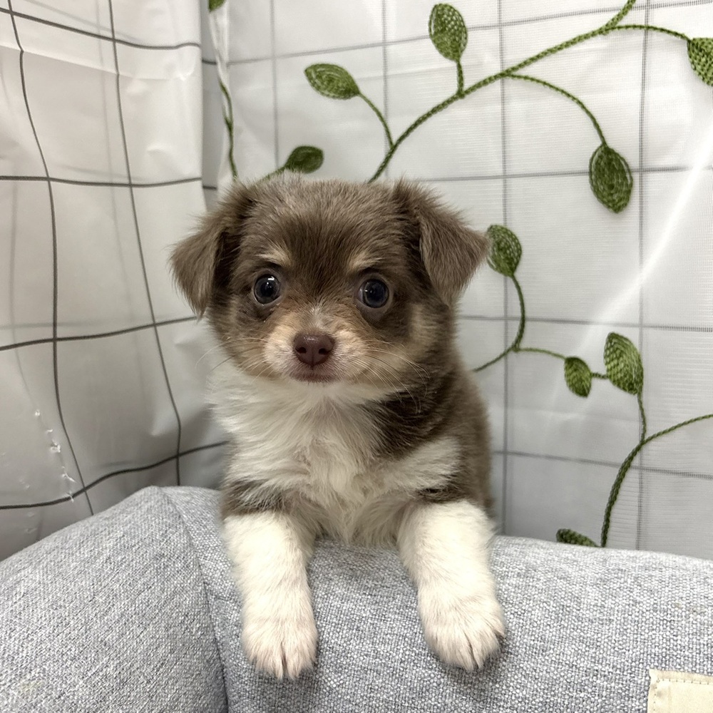 長野県のチワワ(ロング) (犬の家＆猫の里塩尻店/2026年4月12日生まれ/男の子/イザベラタン)の子犬