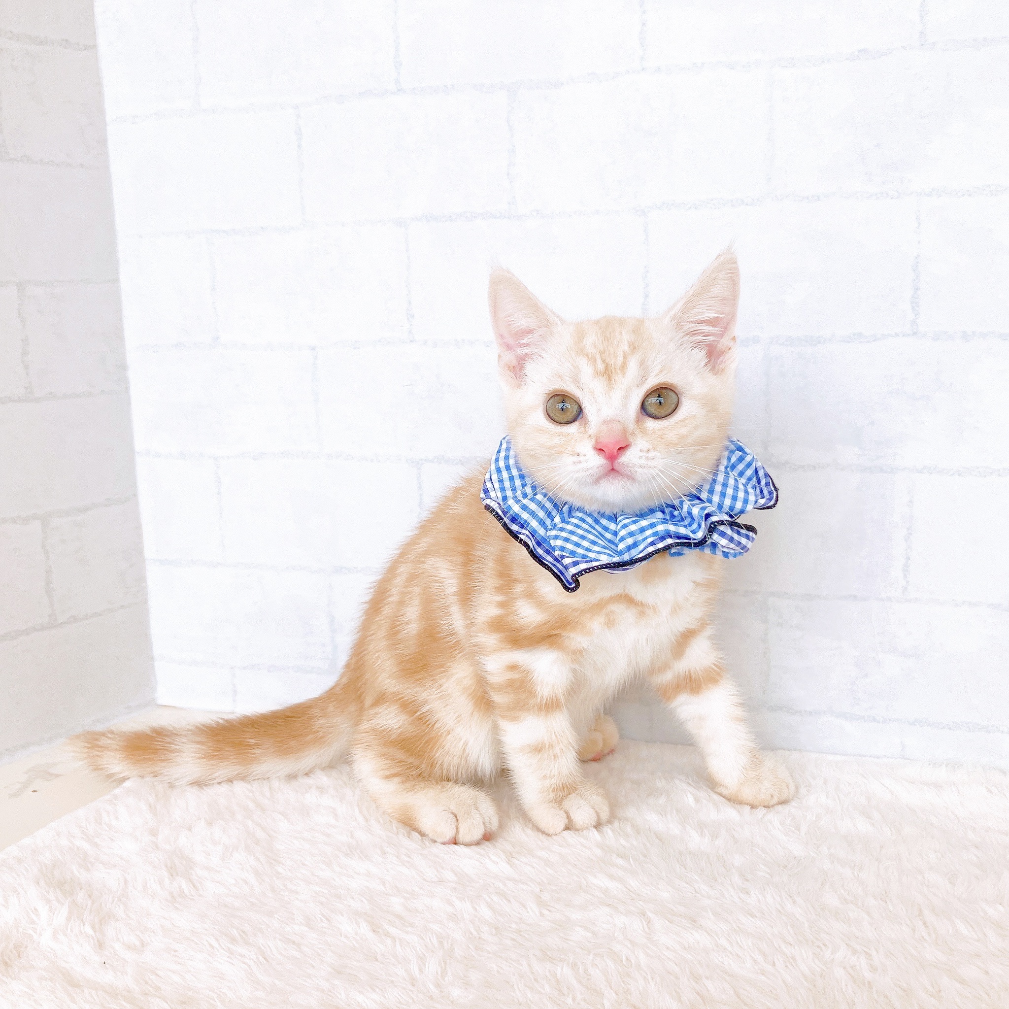 石川県のアメリカンショートヘアー (犬の家＆猫の里金沢店/2026年4月11日生まれ/男の子/カメオタビー)の子猫の1枚目の画像