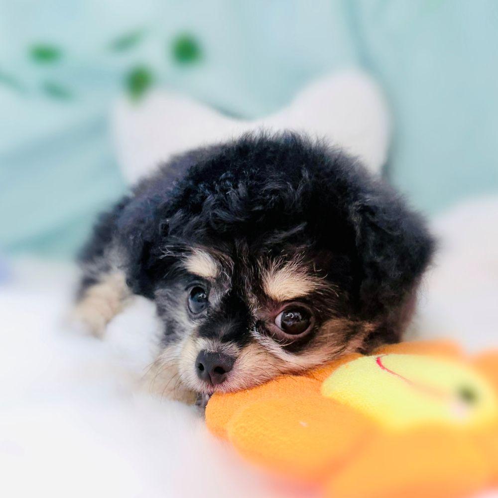 愛知県のハーフ犬・ミックス犬 (犬の家＆猫の里愛知刈谷店/2026年4月15日生まれ/女の子/ブラックタンホワイト)の子犬の1枚目の画像
