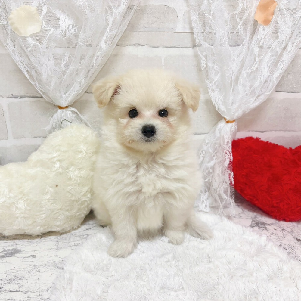 ハーフ犬男の子の写真