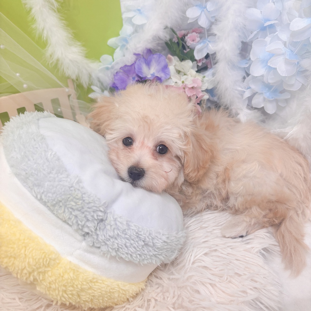 ハーフ犬男の子の写真