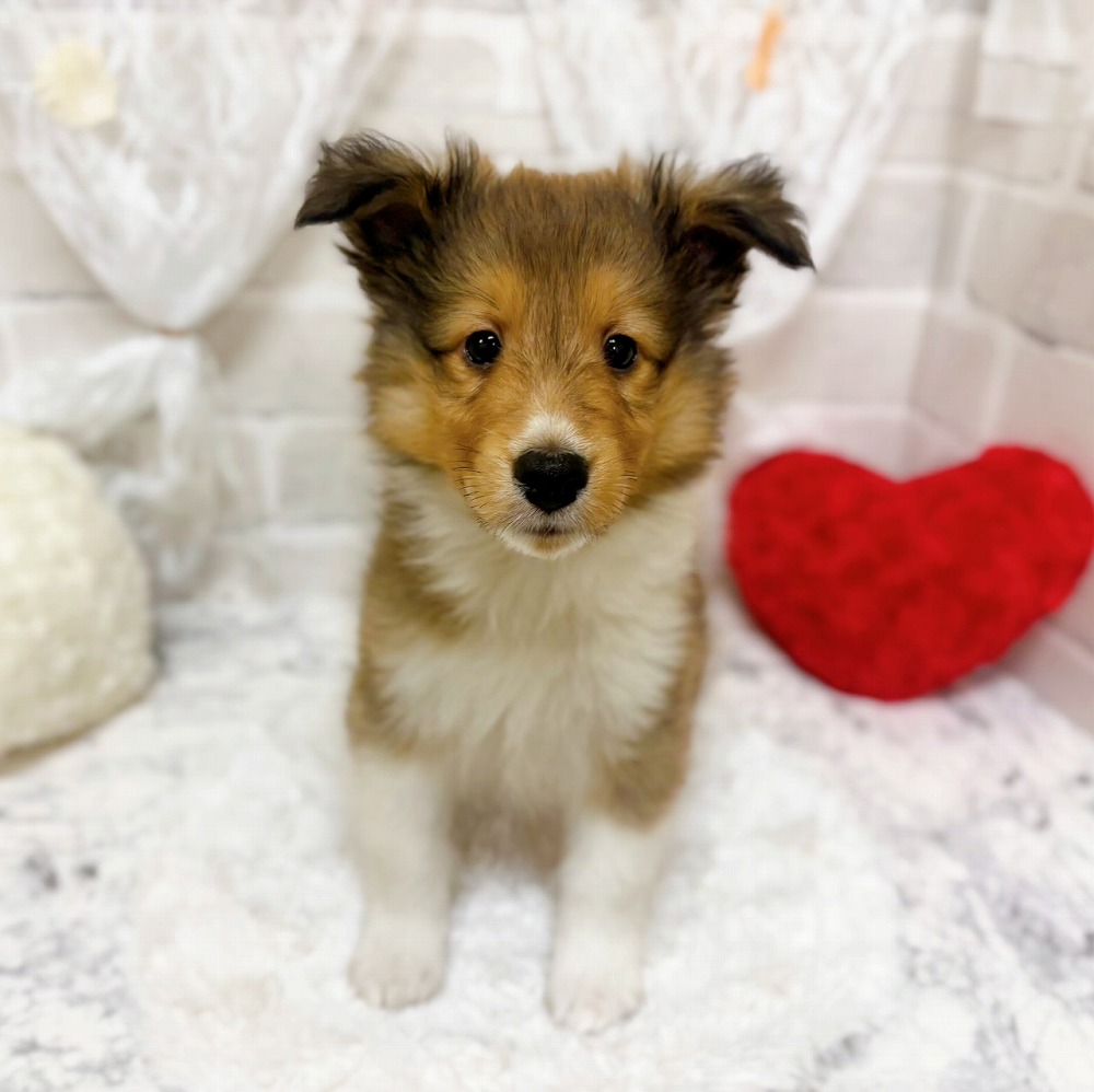 京都府のシェットランドシープドッグ (犬の家＆猫の里京都精華店/2026年4月18日生まれ/男の子/セーブルホワイト)の子犬の1枚目の画像