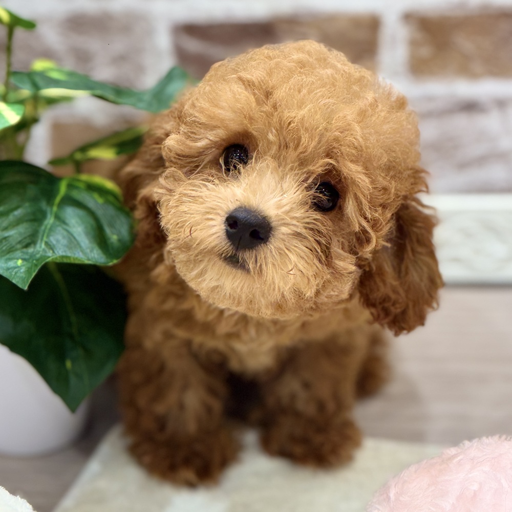 三重県のトイプードル(トイ) (犬の家＆猫の里三重桑名店/2026年4月21日生まれ/女の子/レッド)の子犬の1枚目の画像