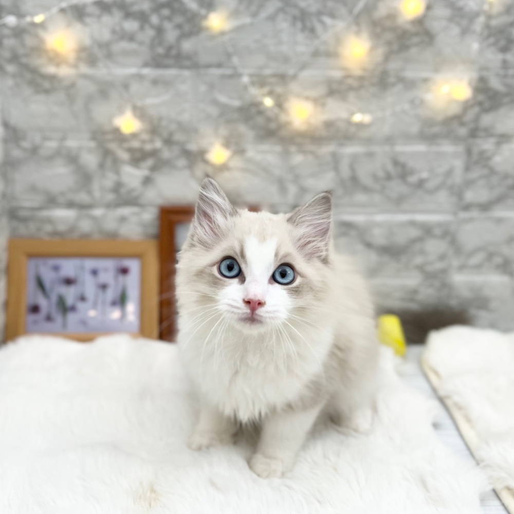 静岡県のラグドール (犬の家＆猫の里MEGAドン・キホーテ袋井店/2026年4月17日生まれ/男の子/ブルーポイントバイカラー)の子猫の1枚目の画像