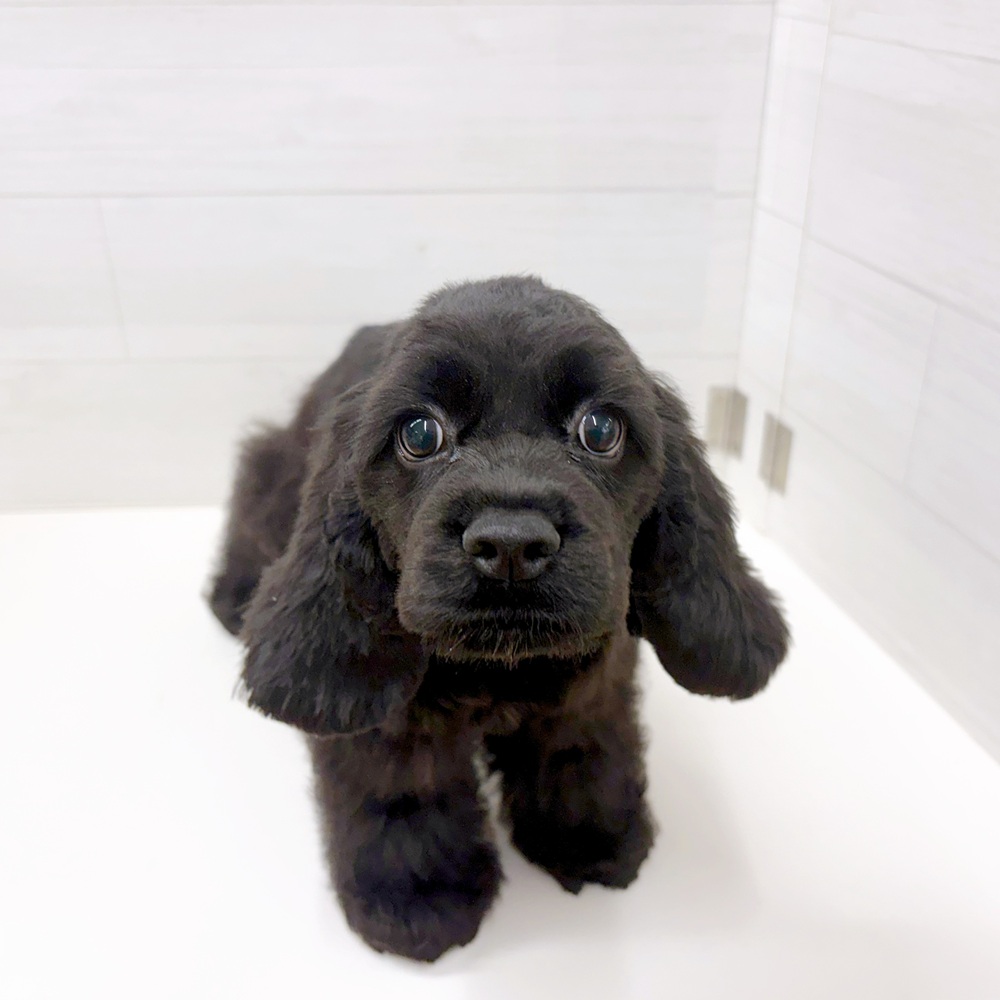 石川県のアメリカンコッカースパニエル (犬の家＆猫の里アミーゴ金沢おこばた店/2026年4月24日生まれ/男の子/ブラック)の子犬の1枚目の画像